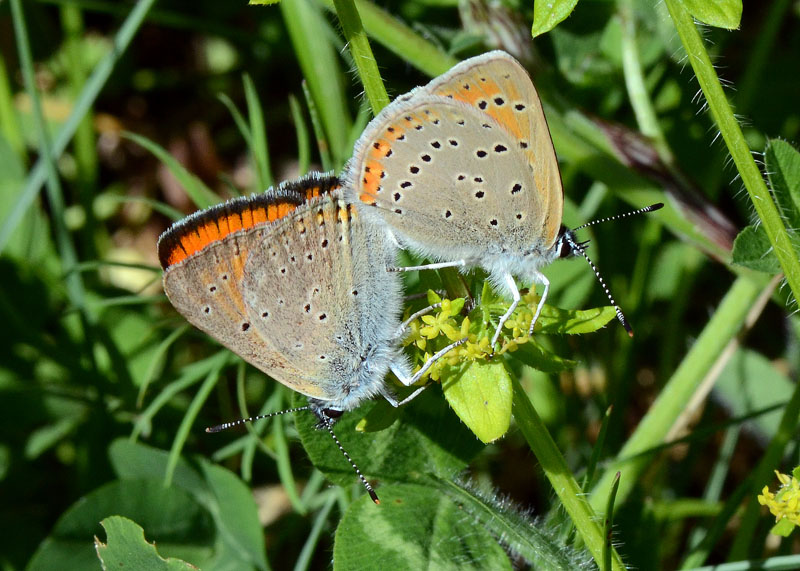 Lycaena italica in accoppiamento